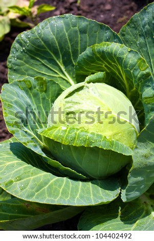 Similar – Foto Bild Frischer Weißkohl und Karottenkrautsalat