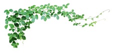 Bush Grape Or Three-leaved Wild Vine Cayratia (Cayratia Trifolia) Liana Ivy Plant Bush, Nature Frame Jungle Border Isolated On White Background, Clipping Path Included. 