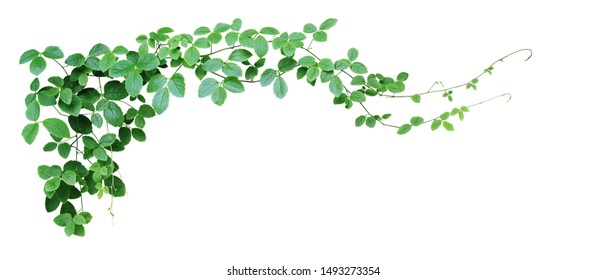 Bush grape or three-leaved wild vine cayratia (Cayratia trifolia) liana ivy plant bush, nature frame jungle border isolated on white background, clipping path included.  - Shutterstock ID 1493273354