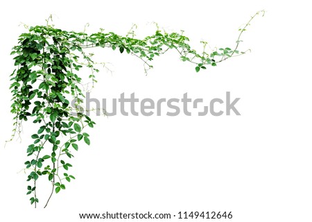 Bush grape or three-leaved wild vine cayratia (Cayratia trifolia) liana ivy plant bush, nature frame jungle border isolated on white background, clipping path included. 