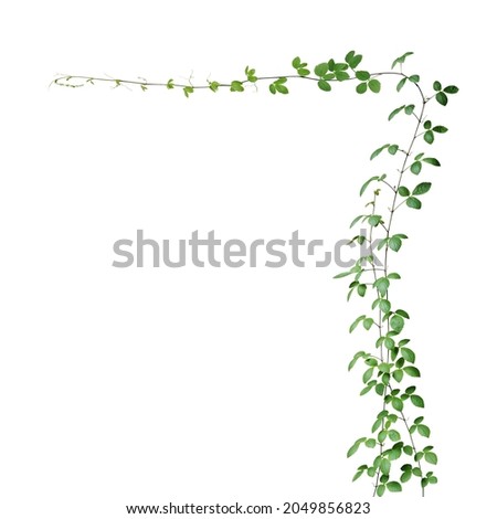 Bush grape or three-leaved wild vine cayratia (Cayratia trifolia) liana ivy plant bush, nature frame jungle border isolated on white background, clipping path included.