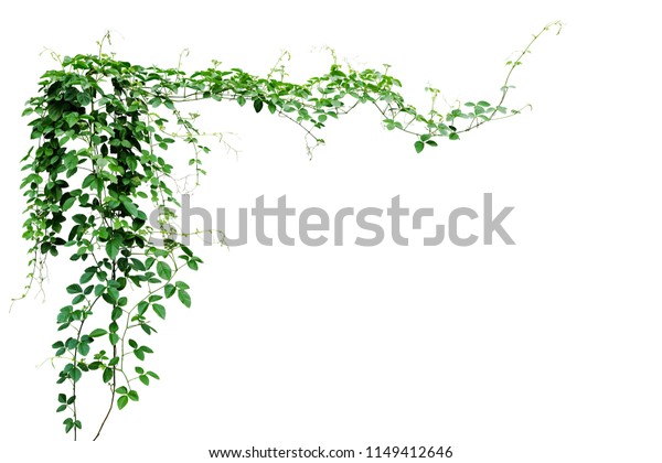 白い背景にブッシュブドウまたは三葉の野生のつるのカイラチア Cayratia Trifolia ツタの植物の茂み 自然のフレームジャングルの境界 切り取り線付き の写真素材 今すぐ編集
