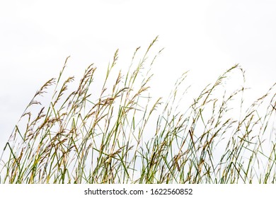 Flowering Grass Field On Over White Stock Photo (Edit Now) 1238873497