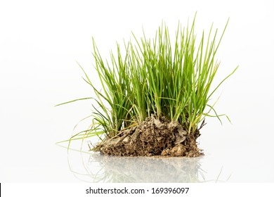 Bush Of Green Grass From Meadow