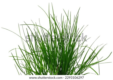 Bush of green juicy grass isolated on white or transparent background. Raster clipart. Natural design element