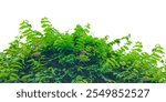 a bush with green leaves and flowers on it, two trees with green leaves and flowers on them, grass border, green grass border, green ivy frame with  space for frame, 