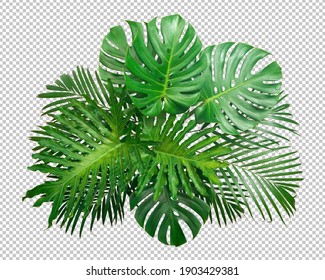 Bush Green Monstera leaf isolated transparency white background.Tropical leaves object clipping path - Shutterstock ID 1903429381