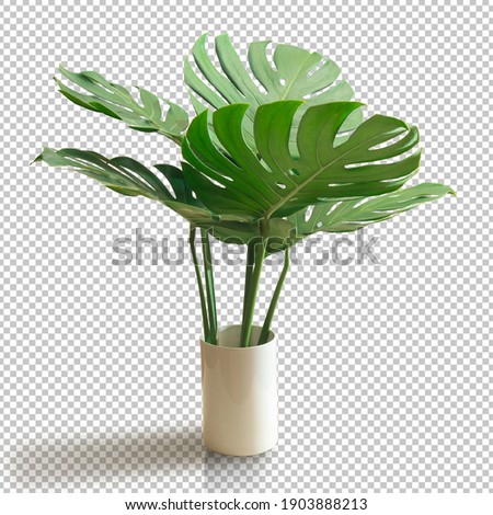Bush Green Monstera leaf isolated transparency white background.Tropical leaves object clipping path
