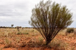 Bush Growing On Scanty Stony Soil. Red Center In The Australian Desert, Outback In Northern Territory, Australia