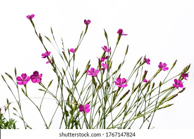 Bush of growing pink wildflowers of Dianthus pratensis isolated on white background. Beautiful spring-summer flowering meadow herb close-up