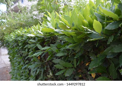 Bush Hedge Of Bay Leaf