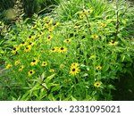 Bush hemispherical Rudbeckia fulgida varieties "Little Goldstar", July 2023.