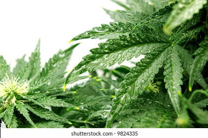 Bush of a hemp with drops on leaves on a white background