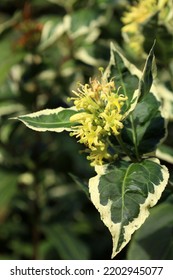 Bush Honeysuckle Bearing Tiny Greenish Yellow Flowers