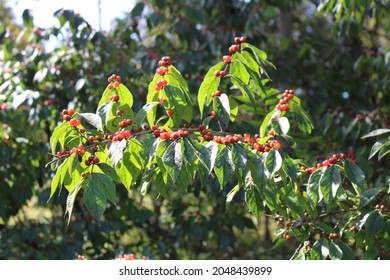 A Bush Honeysuckle Branch In Autumn Sunlight