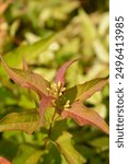 Bush Honeysuckle leaves and flower buds - Latin name - Diervilla Kodiak Orange