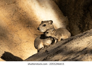 Bush Hyrax have synchronized breeding with all the females giving birth in a short space of time. The precocious young are very active and stay in creches with an adult usually nearby.