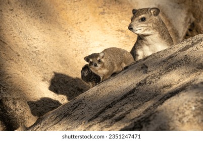 Bush Hyrax have synchronized breeding with all the females giving birth in a short space of time. The precocious young are very active and stay in creches with an adult usually nearby.