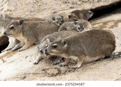 The Bush Hyrax live in gregarious communities in the rocks. The female get their young into creches soon after birth. They are active from a very early age.