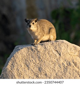 A Bush Hyrax sits on a prominent granite boulder and stands as a sentinel for the family group. The Hyrax is rupicolous seeking shelter in the rocky outcrop and is highly gregarious.