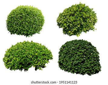 Bush isolated on white background - Shutterstock ID 1951141123