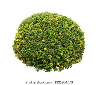 Bush isolated on white background,Objects with Clipping Paths