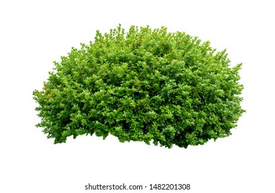 Ornamental Tree Isolated On White Background Stock Photo (Edit Now ...