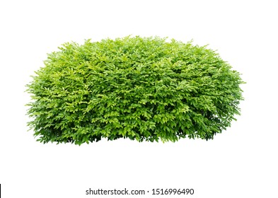 Bush Isolated On White Backgroundobjects Clipping Stock Photo (Edit Now ...