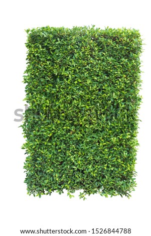 Bush isolated on white background,Objects with Clipping Paths
