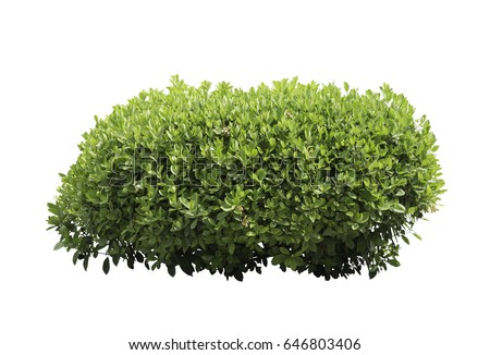 Bush isolated on white background,Objects with Clipping Paths