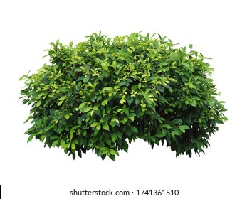 Bush isolated on white background,This has clipping path. - Shutterstock ID 1741361510