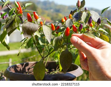 Bush Of Jalapeno Pepper Plant In A Pot