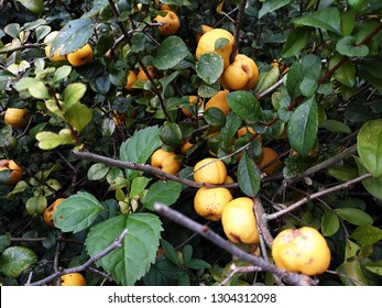 Bush of Japanese quince (Chaenomeles hybrids) with ripe fruits. Chaenomeles speciosa (commonly known as flowering quince, Chinese quince, or Japanese quince). Family Rosaceae.
