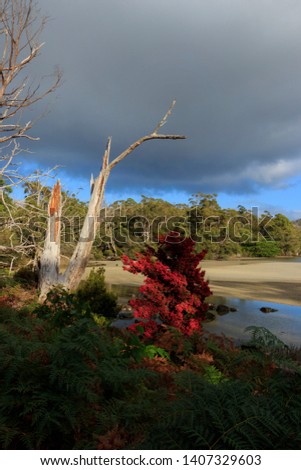 A bush laded with red berries on Cockle Creek in southern Tasmania.   Cockle Creek is the southern most point in Australia you can drive to in a car.