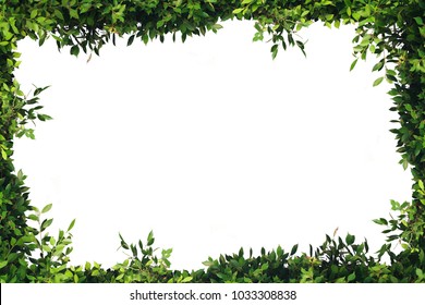 Bush Leaves Leaf Frame, White Background