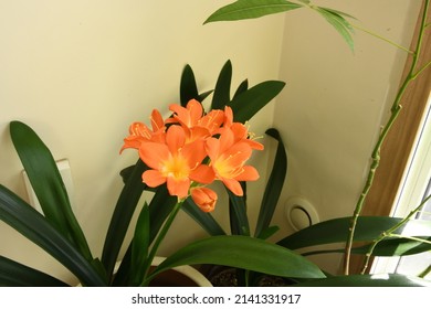 Bush Lily In Full Bloom On The Balcony