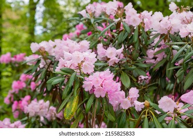 Bush of many delicate vivid pink flowers of azalea or Rhododendron plant in a sunny spring garden.Japanese pink Azalea flowers . Full in bloom in may. Season of flowering azaleas at botanical garden