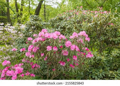 Bush of many delicate vivid pink flowers of azalea or Rhododendron plant in a sunny spring garden.Japanese pink Azalea flowers . Full in bloom in may. Season of flowering azaleas at botanical garden