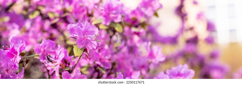 Bush of many delicate vivid pink flowers of azalea or Rhododendron plant in a sunny spring garden.Japanese pink Azalea flowers . Full in bloom in may. Season of flowering azaleas at botanical garden - Shutterstock ID 2250117671