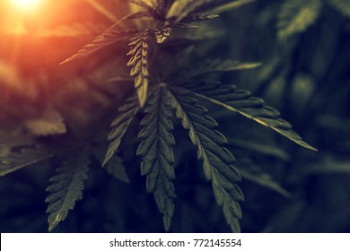 bush marijuana on blurred  background. bush cannabis at sunset.