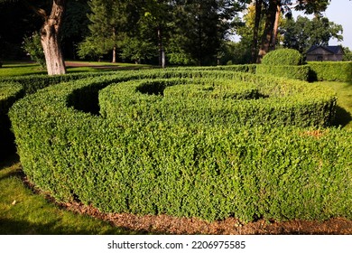 Bush maze in park on sunny summer day. Landscaping.