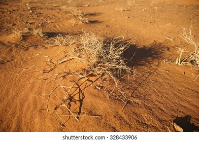 Bush In The Mongolian Desert