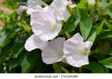 The Bush Morning Glory Flower