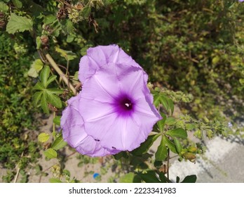 Bush Morning Glory Pink Flower In Garden Photo 