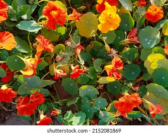 Bush Nasturtiums Are A Better Choice For Smaller Gardens Where Space Is Limited. 