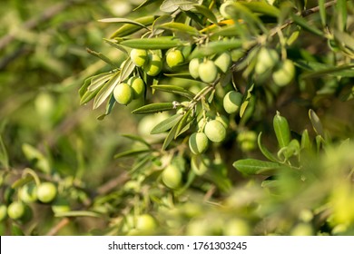 Olive Fruit Images Stock Photos Vectors Shutterstock