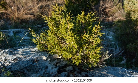 bush on the rocks in the alps - Shutterstock ID 1862104609