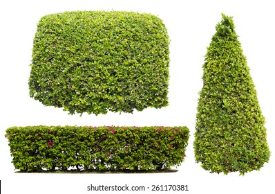 Bush On White Background , Isolated