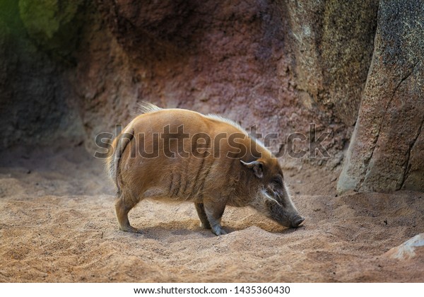 Bush Pig Red River Hog Looking Stock Image Download Now