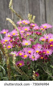 Bush of a pink aster
